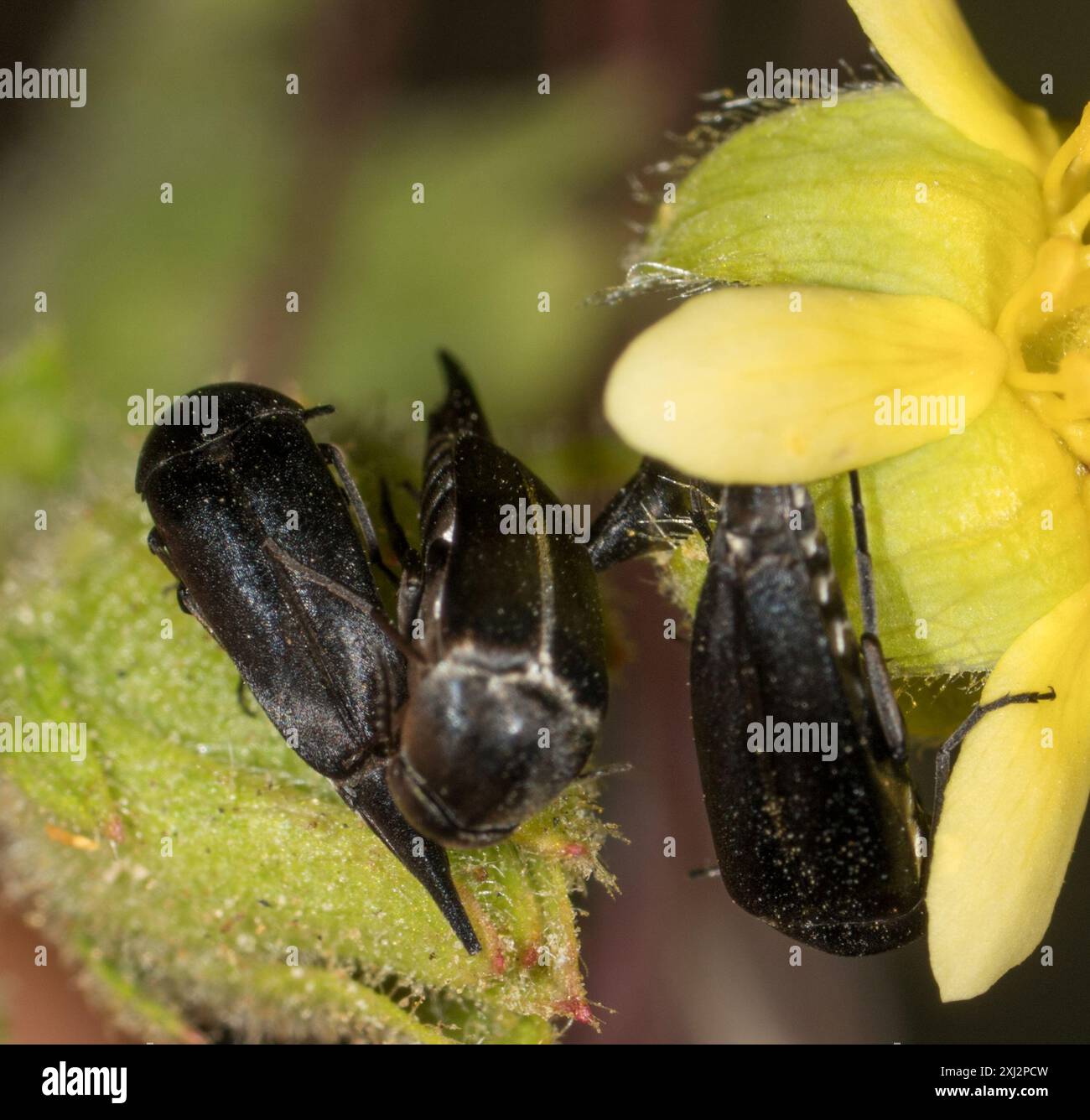 Tumbling Flower Beetles (Mordellidae) Insecta Stock Photo - Alamy
