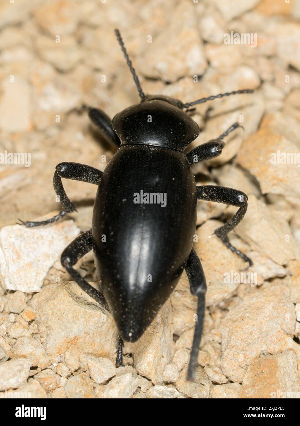 (Eleodes acuticauda) Insecta Stock Photo - Alamy