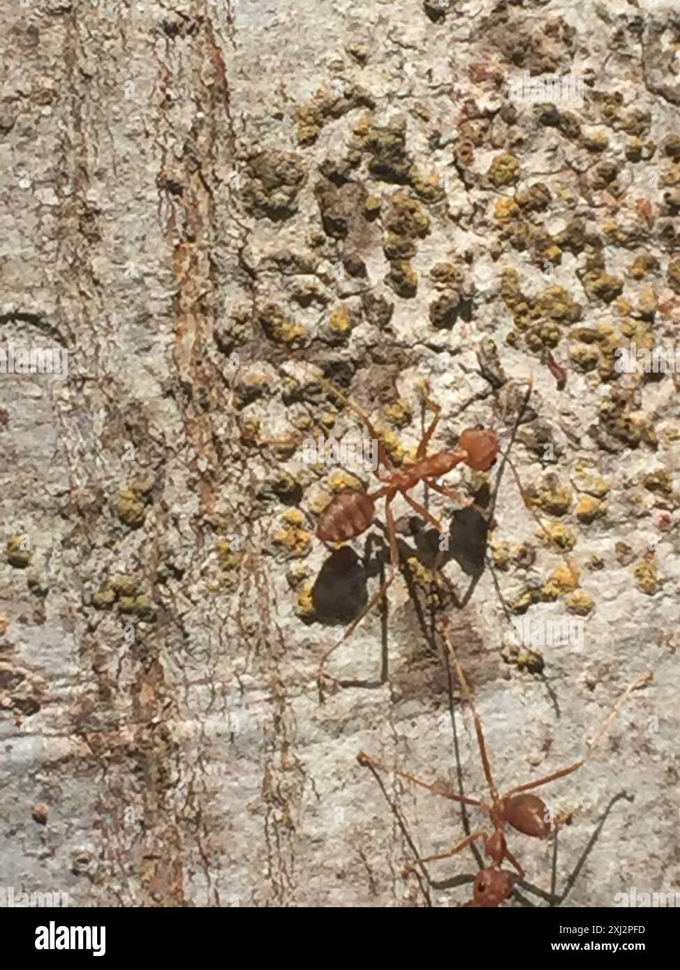 Asian Weaver Ant (Oecophylla smaragdina) Insecta Stock Photo - Alamy