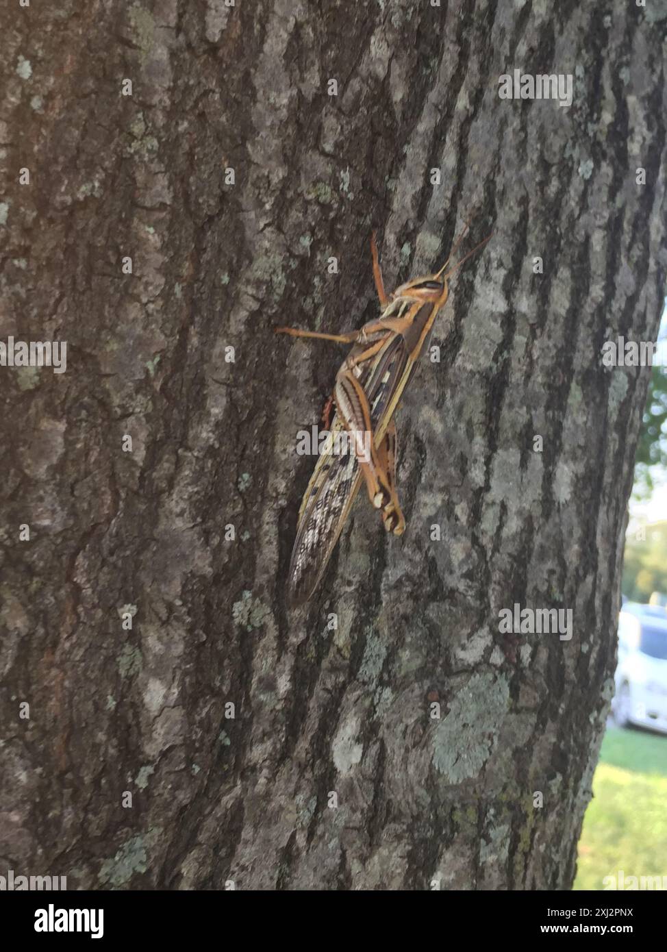 American Bird Grasshopper (Schistocerca americana) Insecta Stock Photo ...