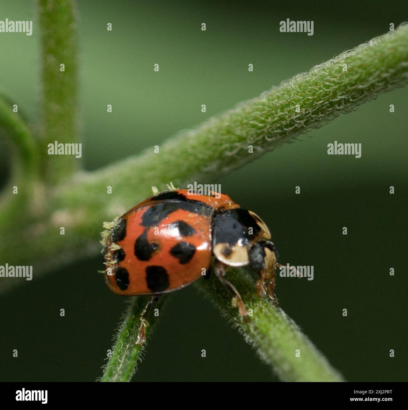 Asian Lady Beetle (Harmonia axyridis) Insecta Stock Photo - Alamy