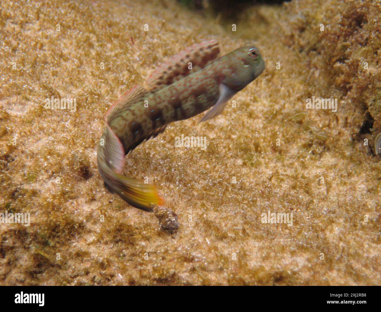 Bluedashed rockskipper (Blenniella periophthalmus) Actinopterygii