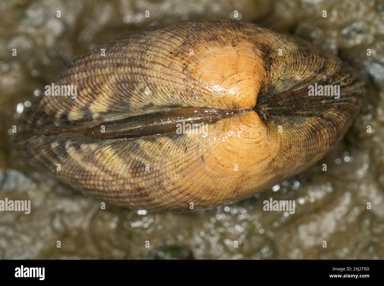 Japanese Littleneck (Ruditapes philippinarum) Mollusca Stock Photo - Alamy