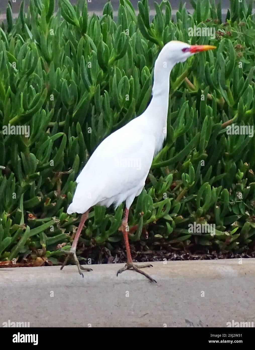 Western Cattle Egret (Bubulcus ibis) Aves Stock Photo - Alamy