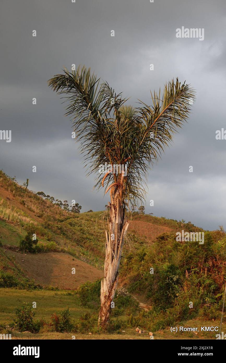 (Raphia farinifera) Plantae Stock Photo - Alamy