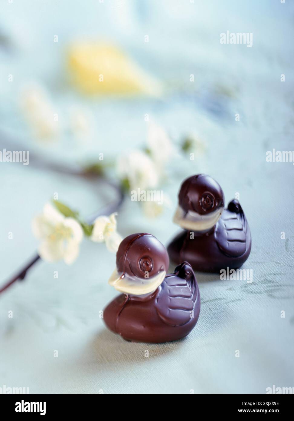 Two ducks flower hi-res stock photography and images - Alamy