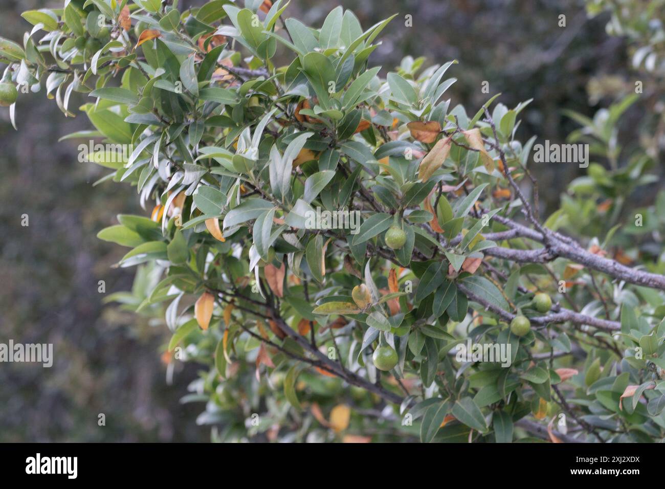 California bay (Umbellularia californica) Plantae Stock Photo - Alamy