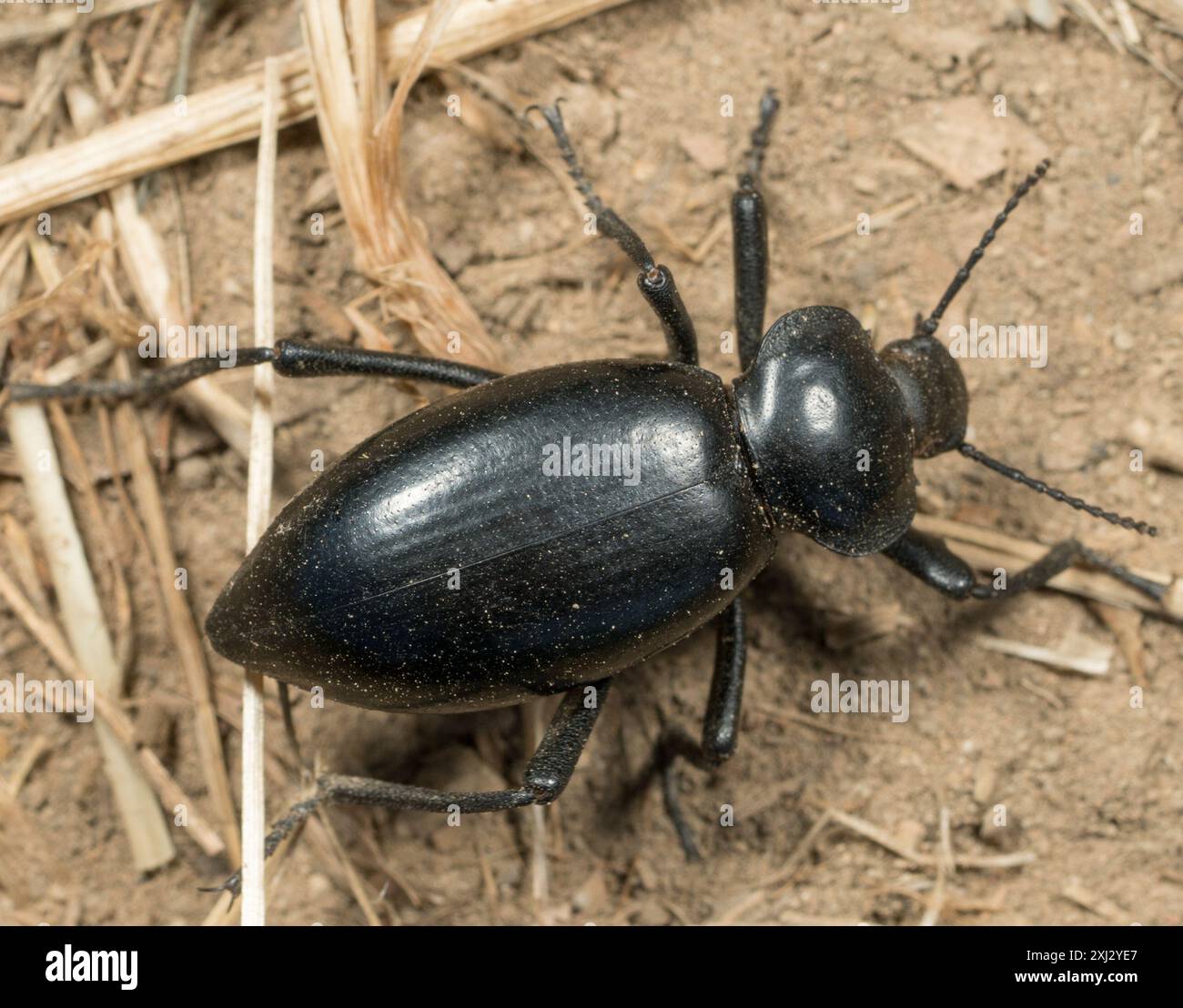 (Eleodes acuticauda) Insecta Stock Photo - Alamy
