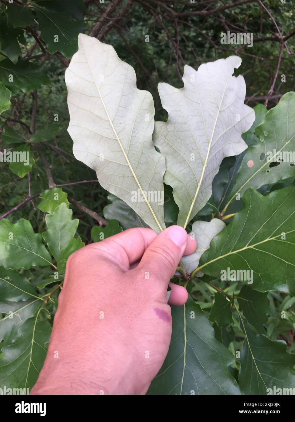 swamp white oak (Quercus bicolor) Plantae Stock Photo - Alamy