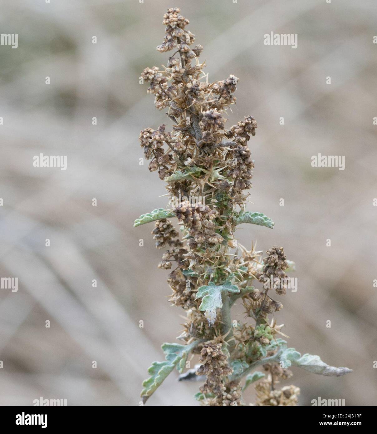 Ragweeds (Ambrosia) Plantae Stock Photo - Alamy