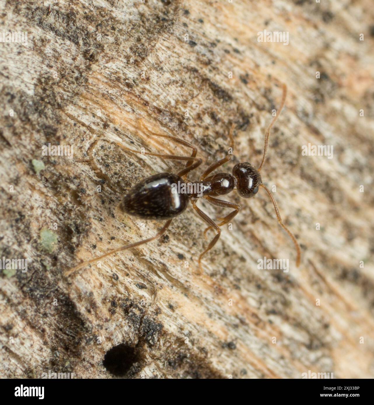 Dark Rover Ant Dark Rover Ant (Brachymyrmex patagonicus) Insecta Stock Photo - Alamy