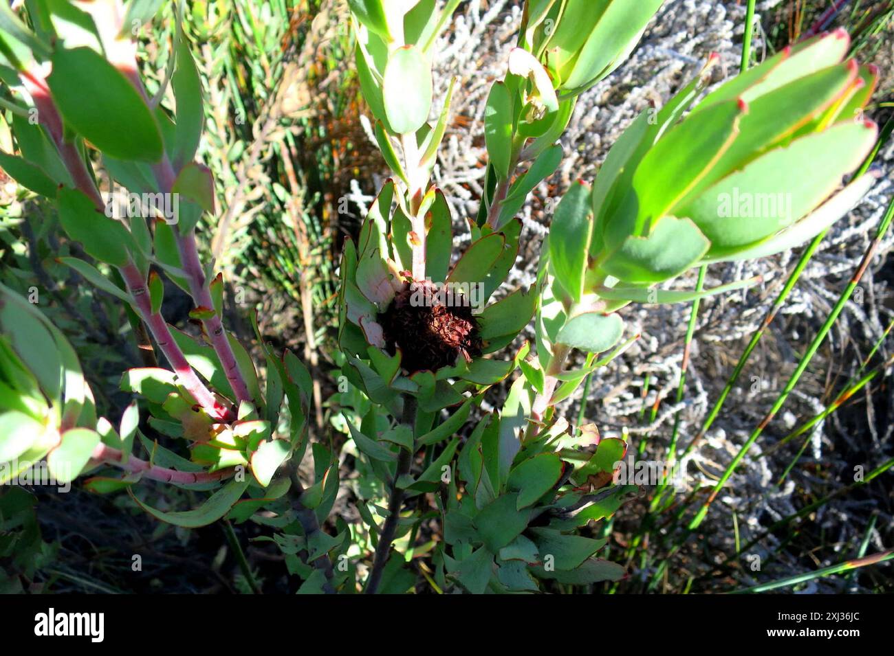 Sun Conebushes (Nucifera) Plantae Stock Photo