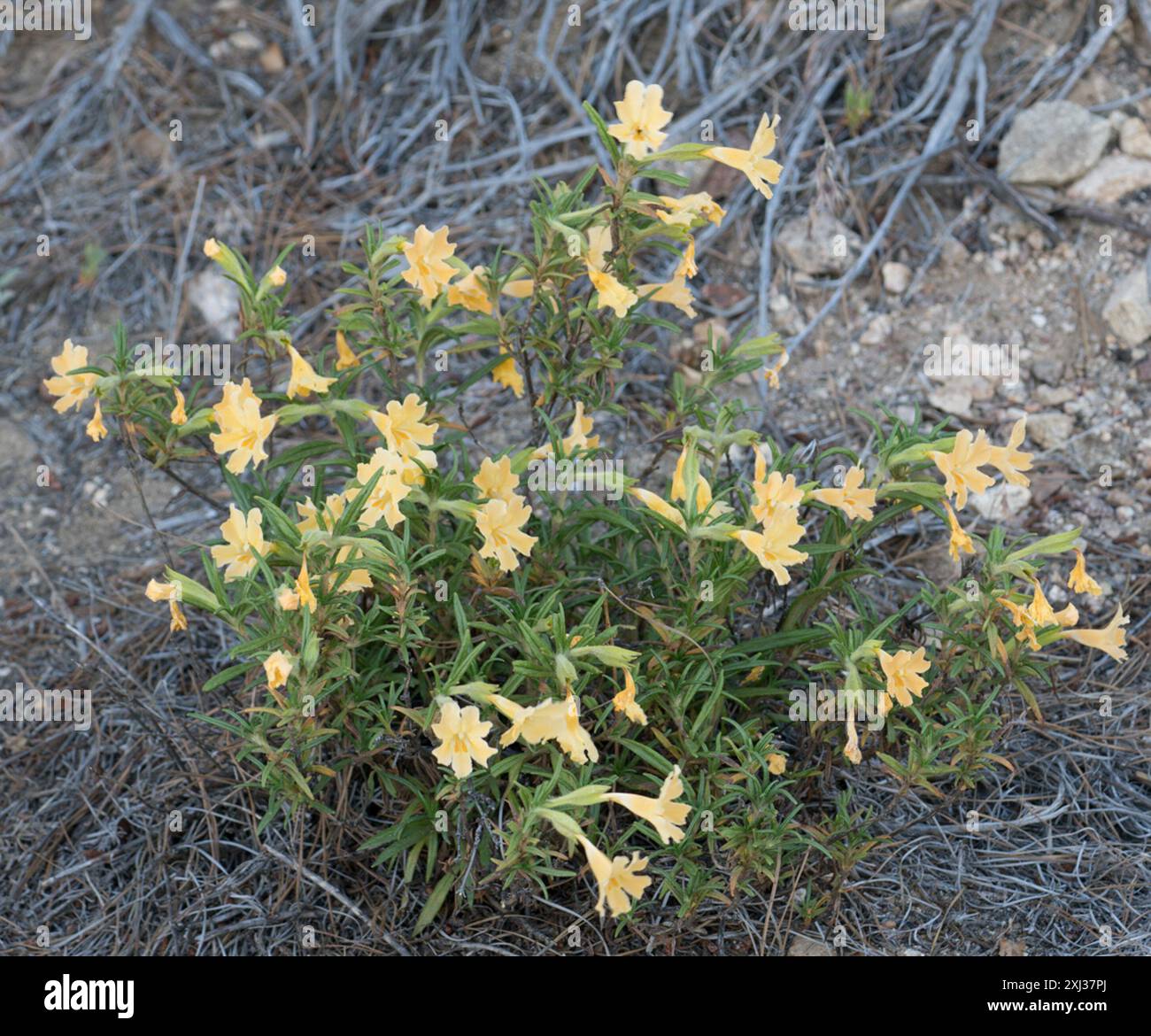 southern bush monkeyflower (Diplacus longiflorus) Plantae Stock Photo ...