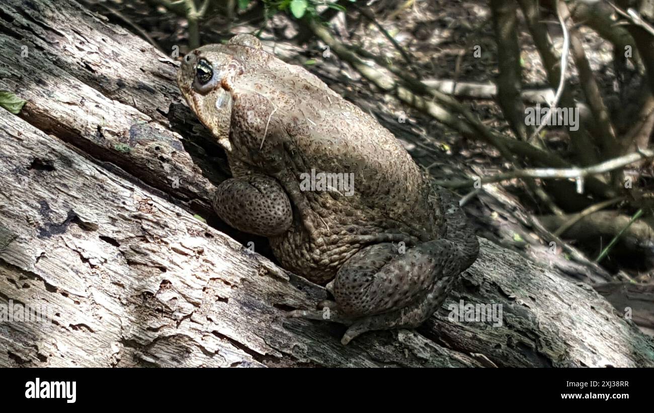 Giant Toad (Rhinella horribilis) Amphibia Stock Photo - Alamy