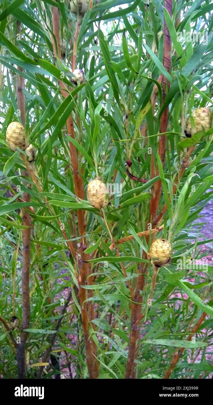 Gumleaf Conebush (Leucadendron eucalyptifolium) Plantae Stock Photo - Alamy