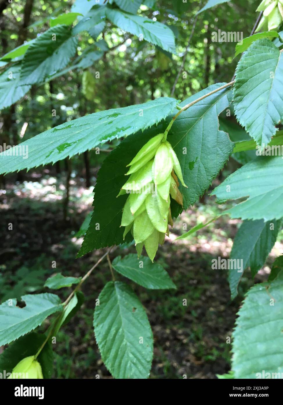 American hophornbeam (Ostrya virginiana) Plantae Stock Photo Alamy