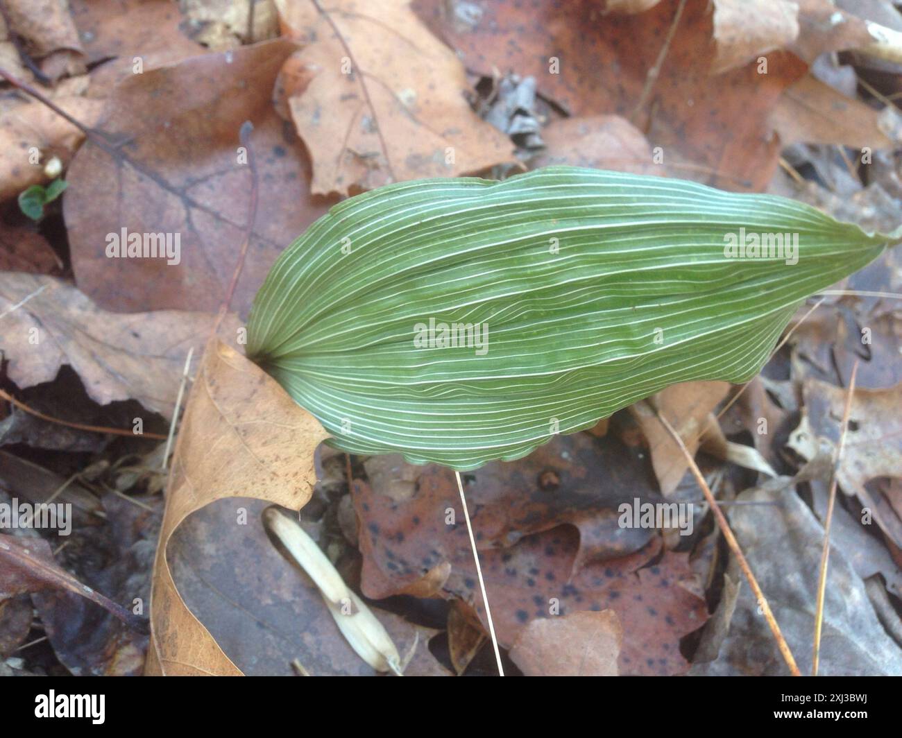 Putty Root putty root (Aplectrum hyemale) Plantae Stock Photo - Alamy