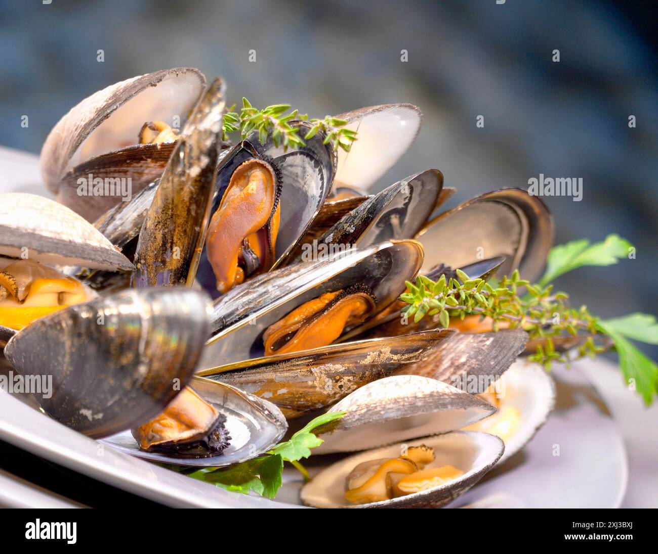 Shell Clam Mussels Carpet shell clams hi-res stock photography and images - Alamy