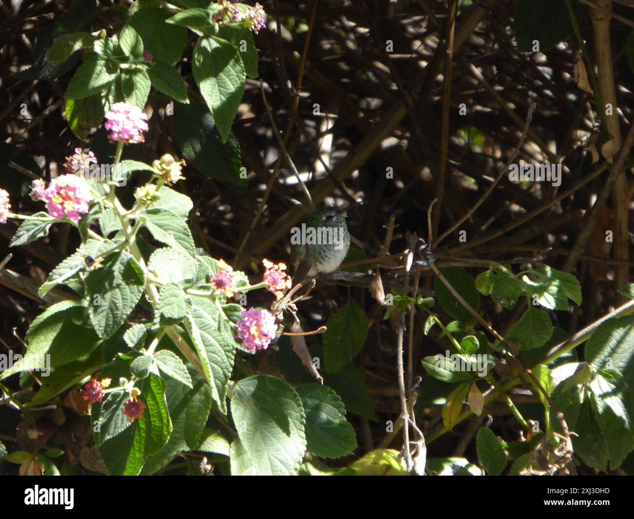 Hummingbirds (Trochilidae) Aves Stock Photo - Alamy