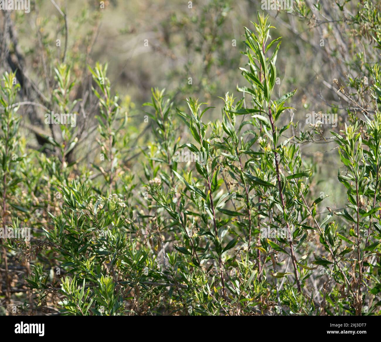 mule fat (Baccharis salicifolia) Plantae Stock Photo - Alamy