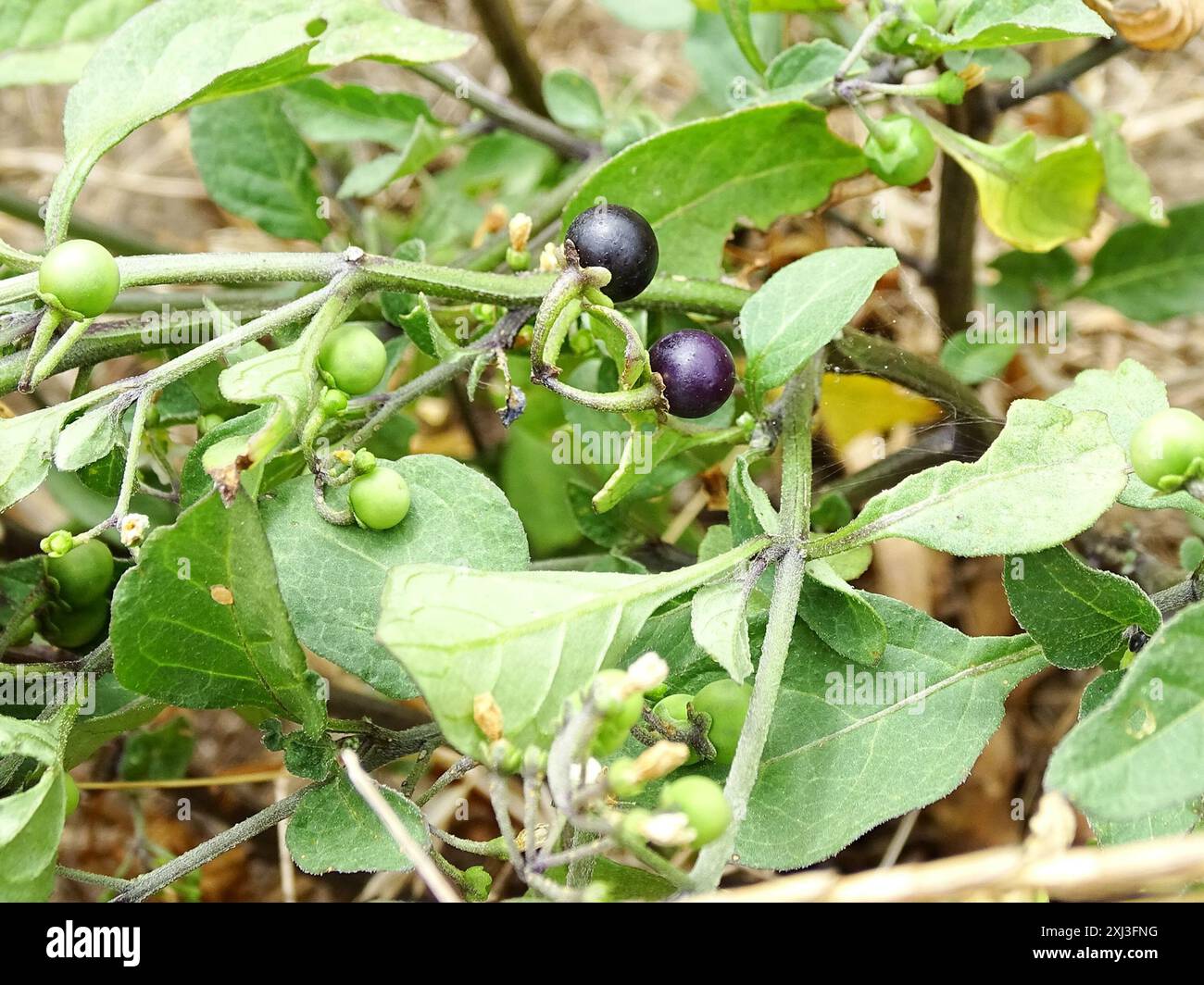 black nightshade (Solanum nigrum) Plantae Stock Photo - Alamy