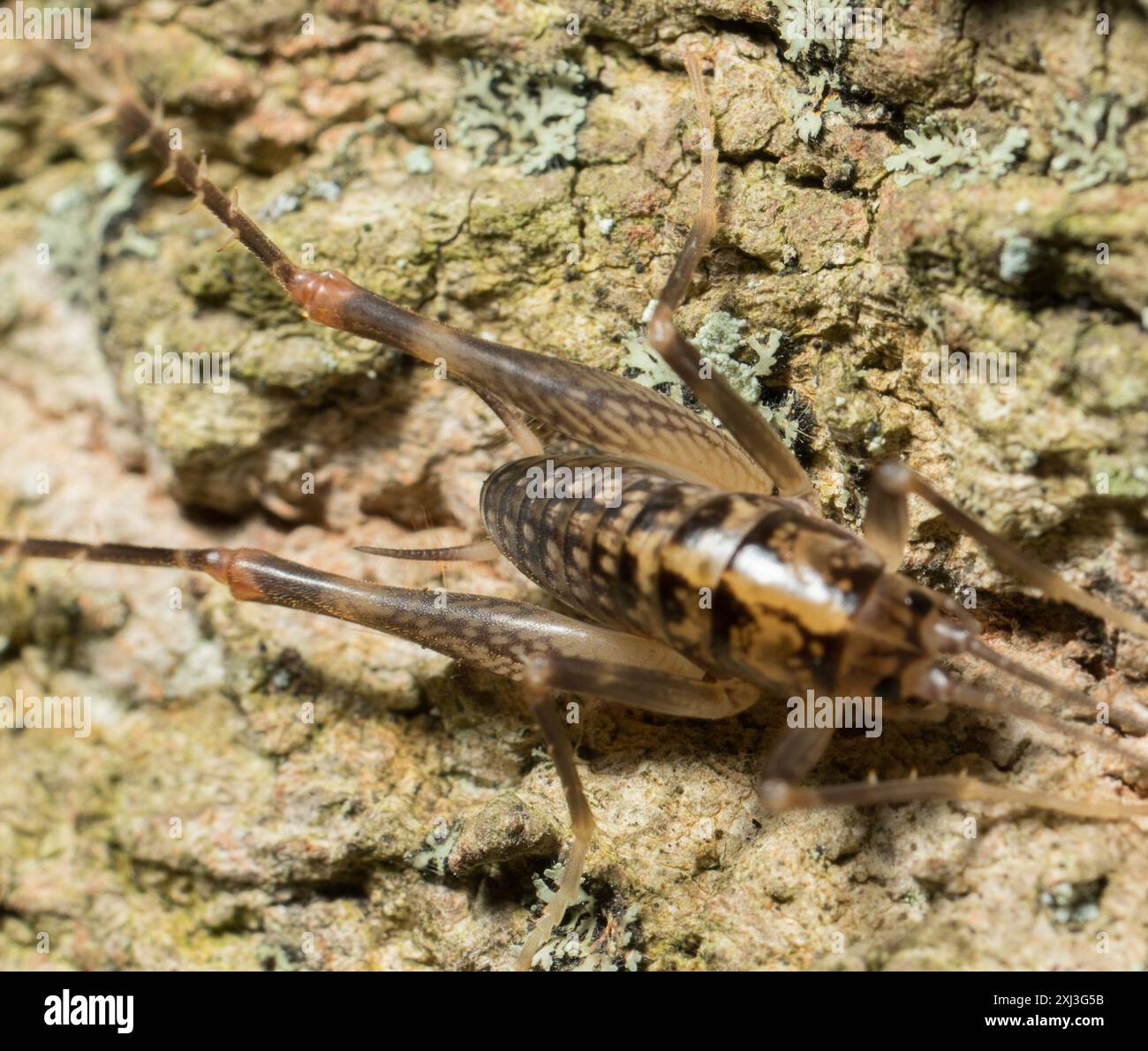 Camel Crickets (Ceuthophilus) Insecta Stock Photo - Alamy