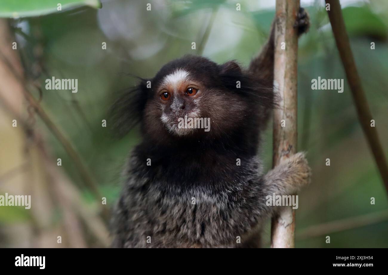 Micos brazil hi-res stock photography and images - Alamy