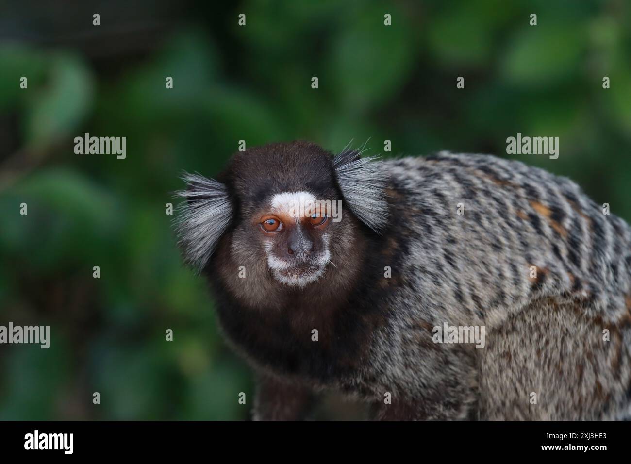 Micos brazil hi-res stock photography and images - Alamy