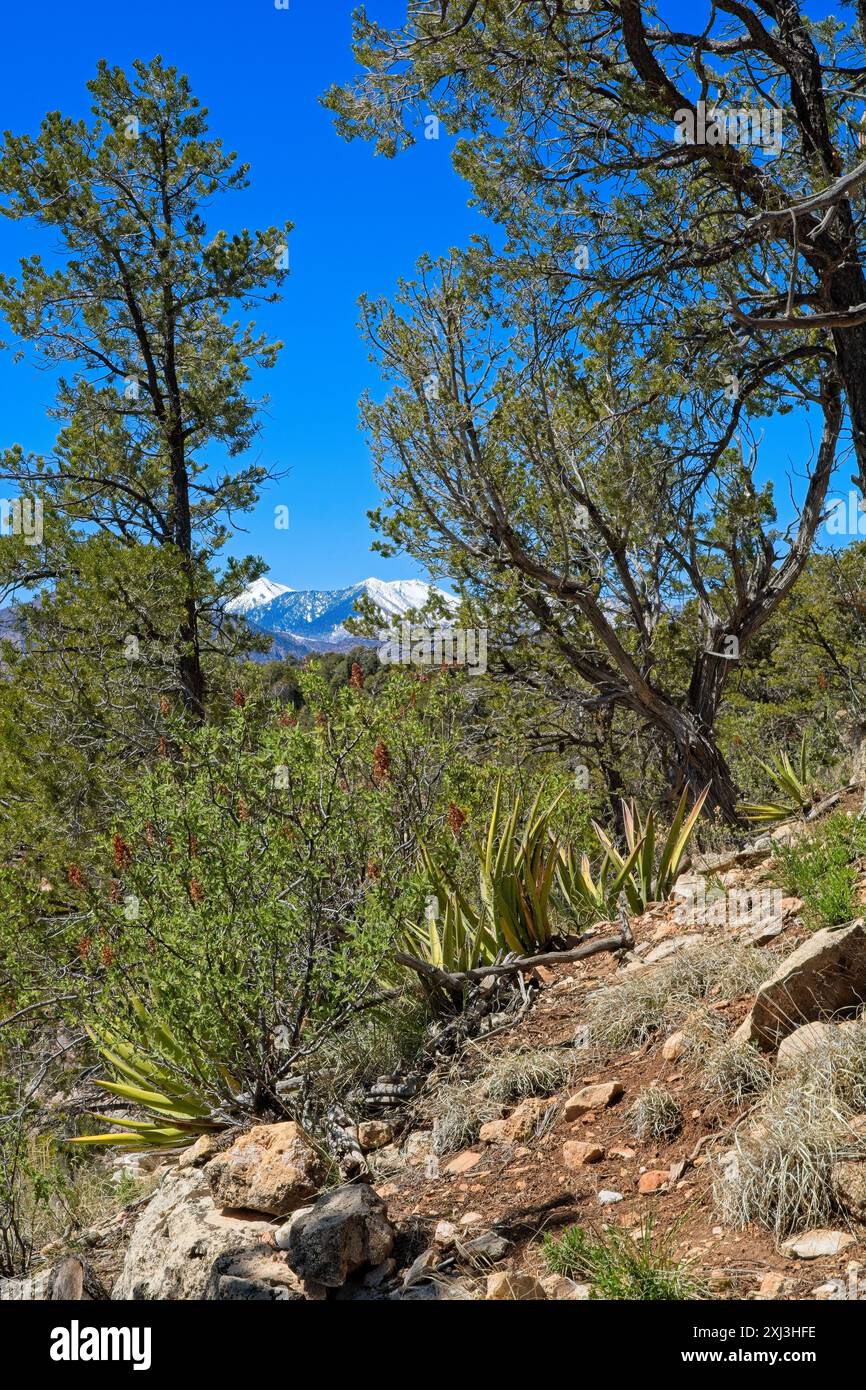 Pine trees frame  snow capped San Francisco Peaks  at Walnut Canyon National Monument Stock Photo