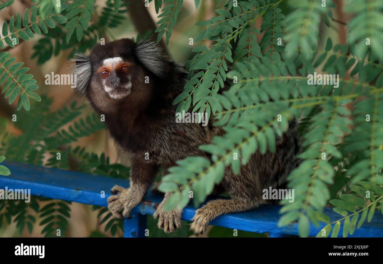 Micos brazil hi-res stock photography and images - Alamy