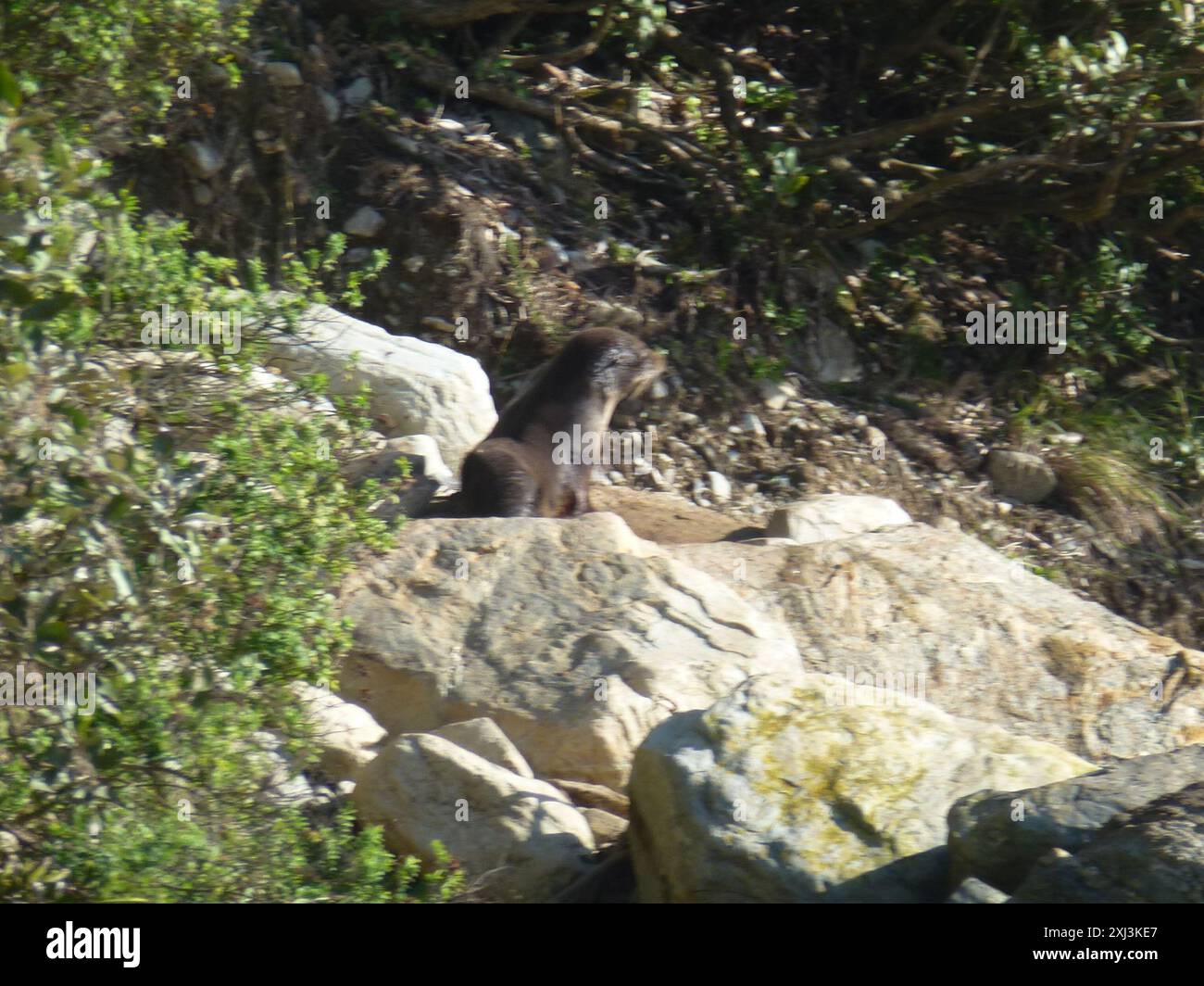 Long-nosed Fur Seal (Arctocephalus forsteri) Mammalia Stock Photo - Alamy