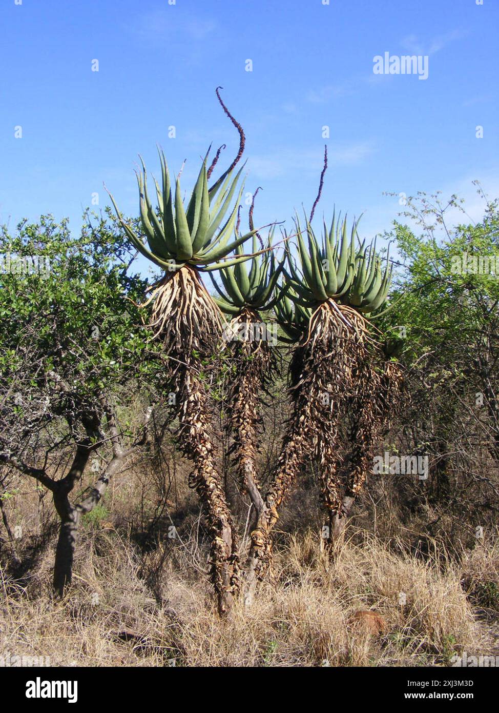 Cat's Tail Aloe (Aloe castanea) Plantae Stock Photo - Alamy