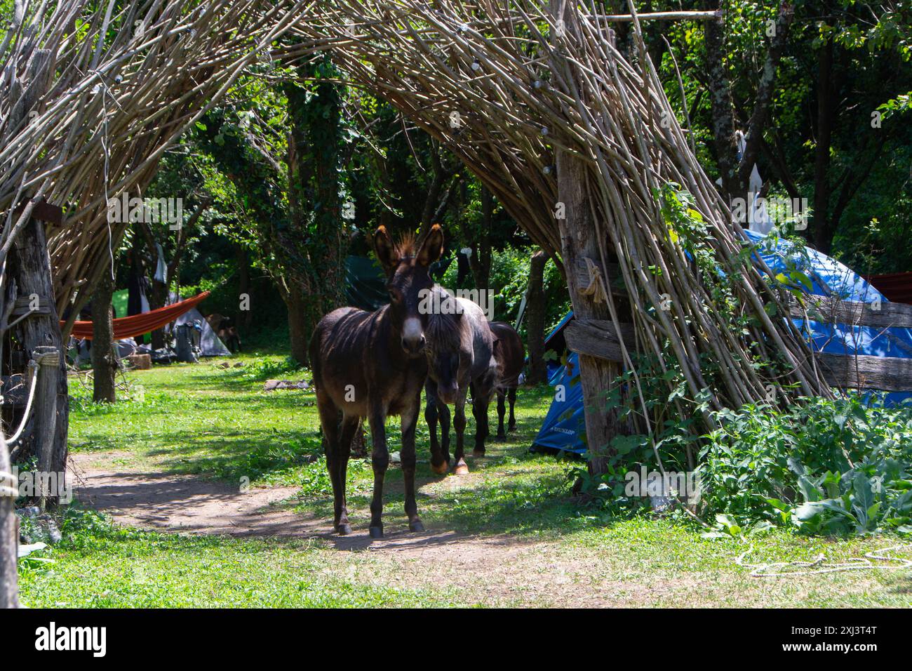 A joyful donkey rolling in the dust, enjoying a carefree moment in its natural habitat. This delightful scene captures the simple pleasures and conten Stock Photo