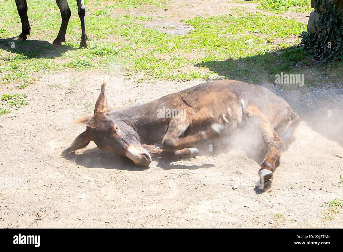 A joyful donkey rolling in the dust, enjoying a carefree moment in its natural habitat. This delightful scene captures the simple pleasures and conten Stock Photo