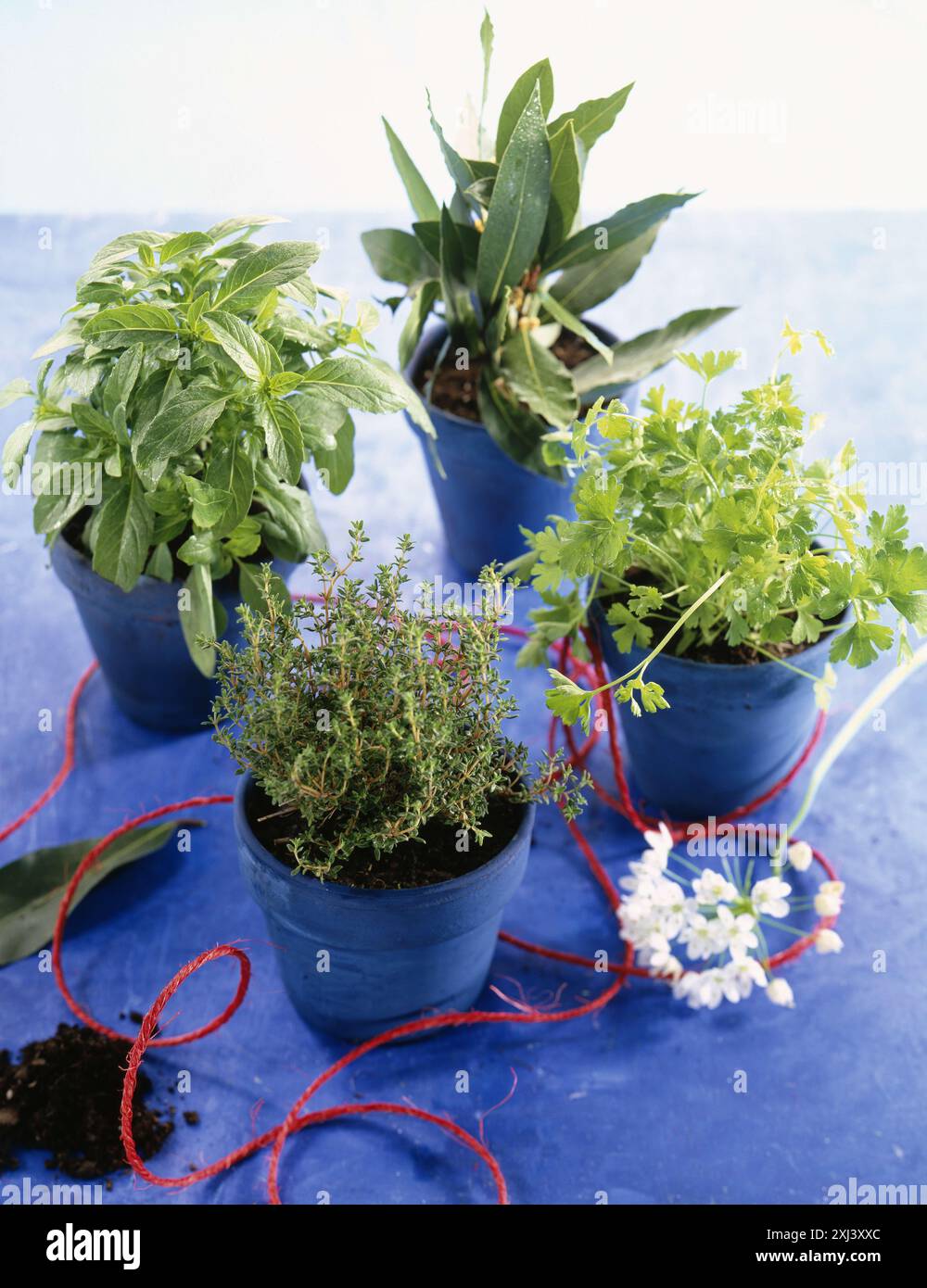 Selection of herb plants hi-res stock photography and images - Alamy