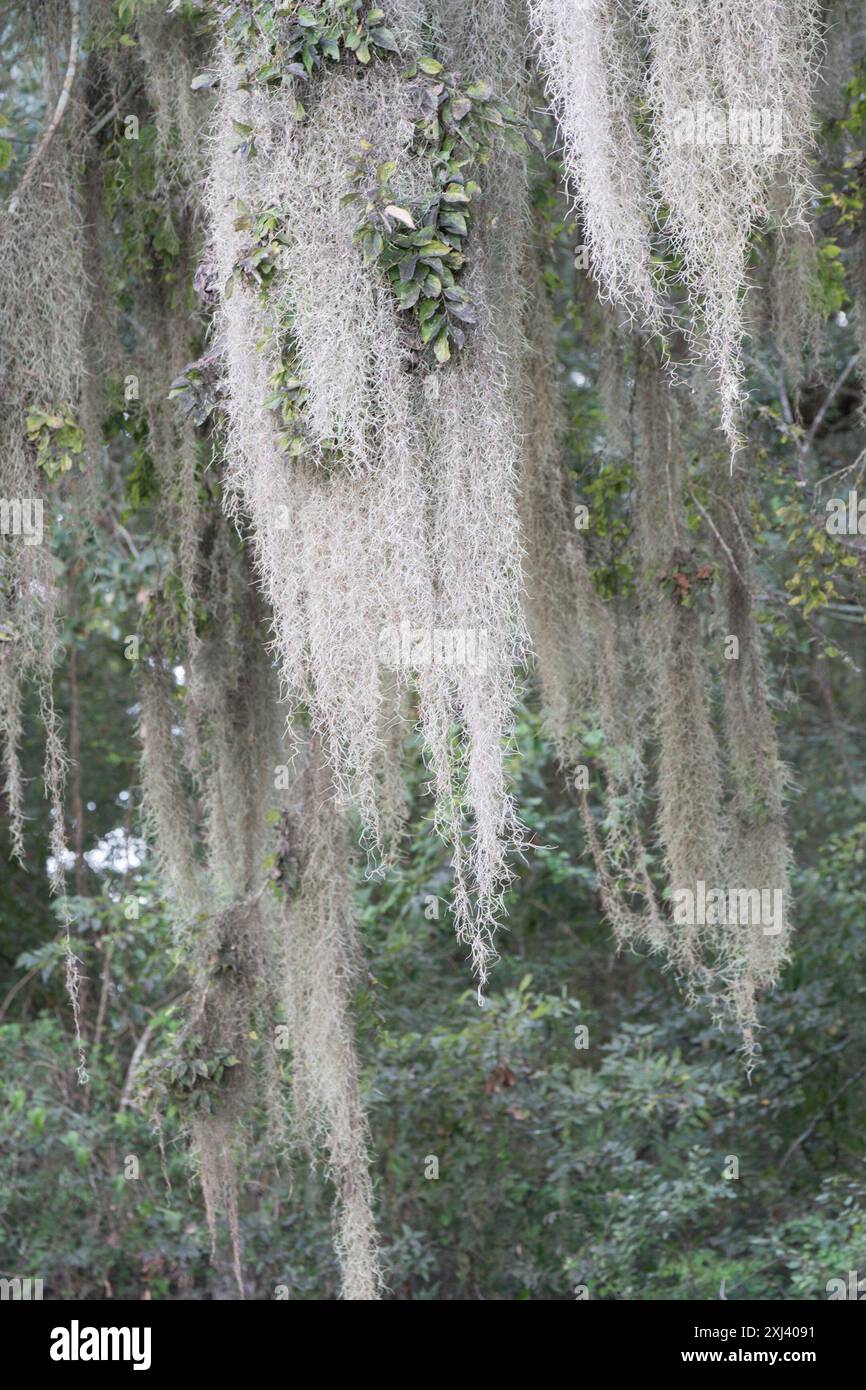 Spanish moss (Tillandsia usneoides) Plantae Stock Photo - Alamy