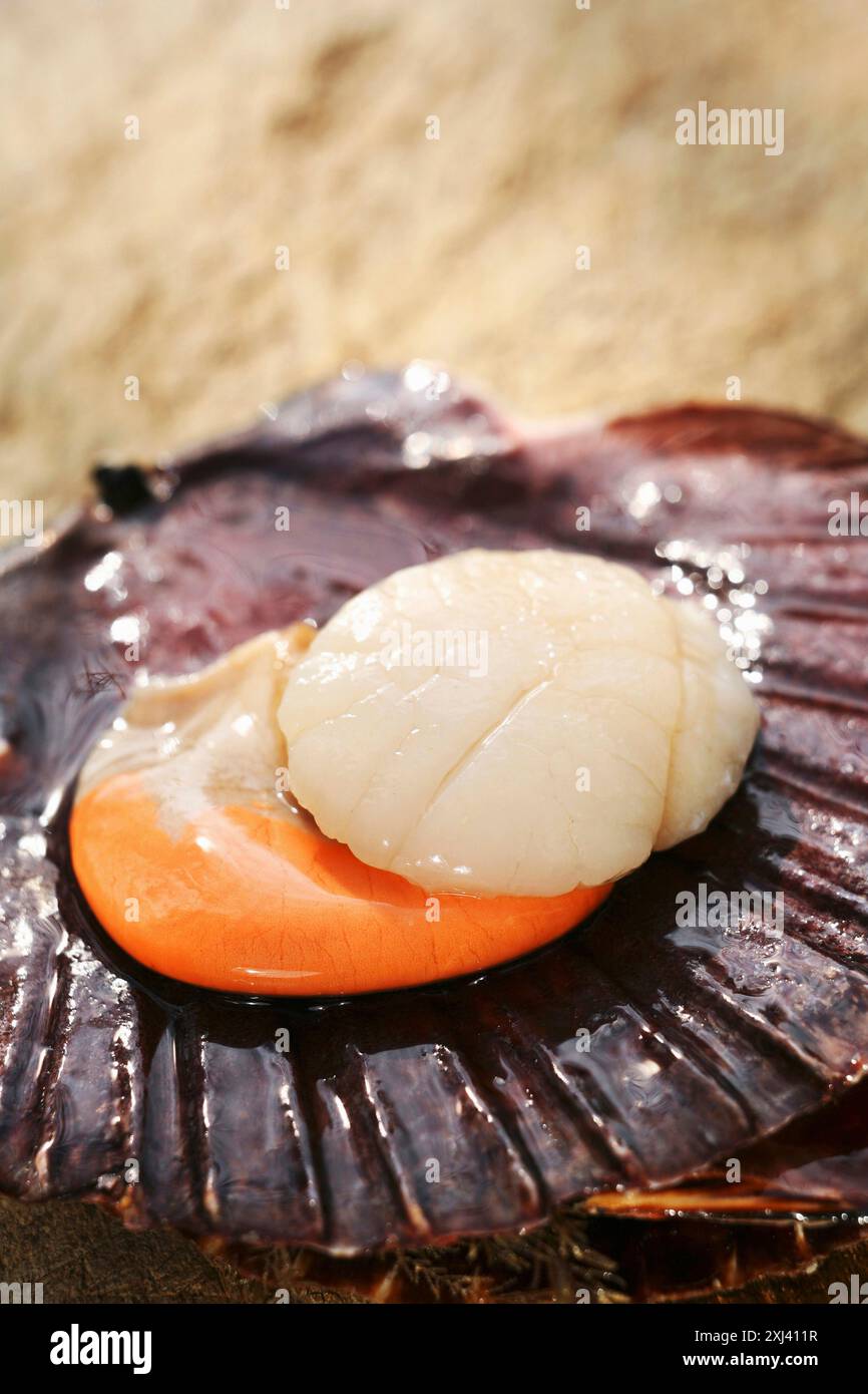 Open scallop shell hi-res stock photography and images - Alamy