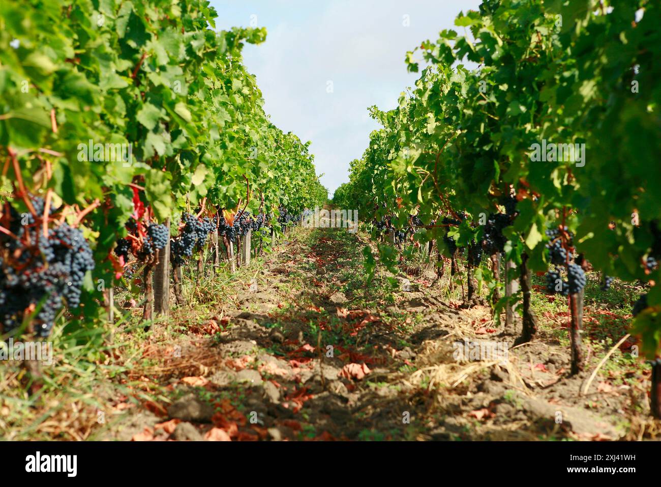 Crop rows perspective hi-res stock photography and images - Alamy