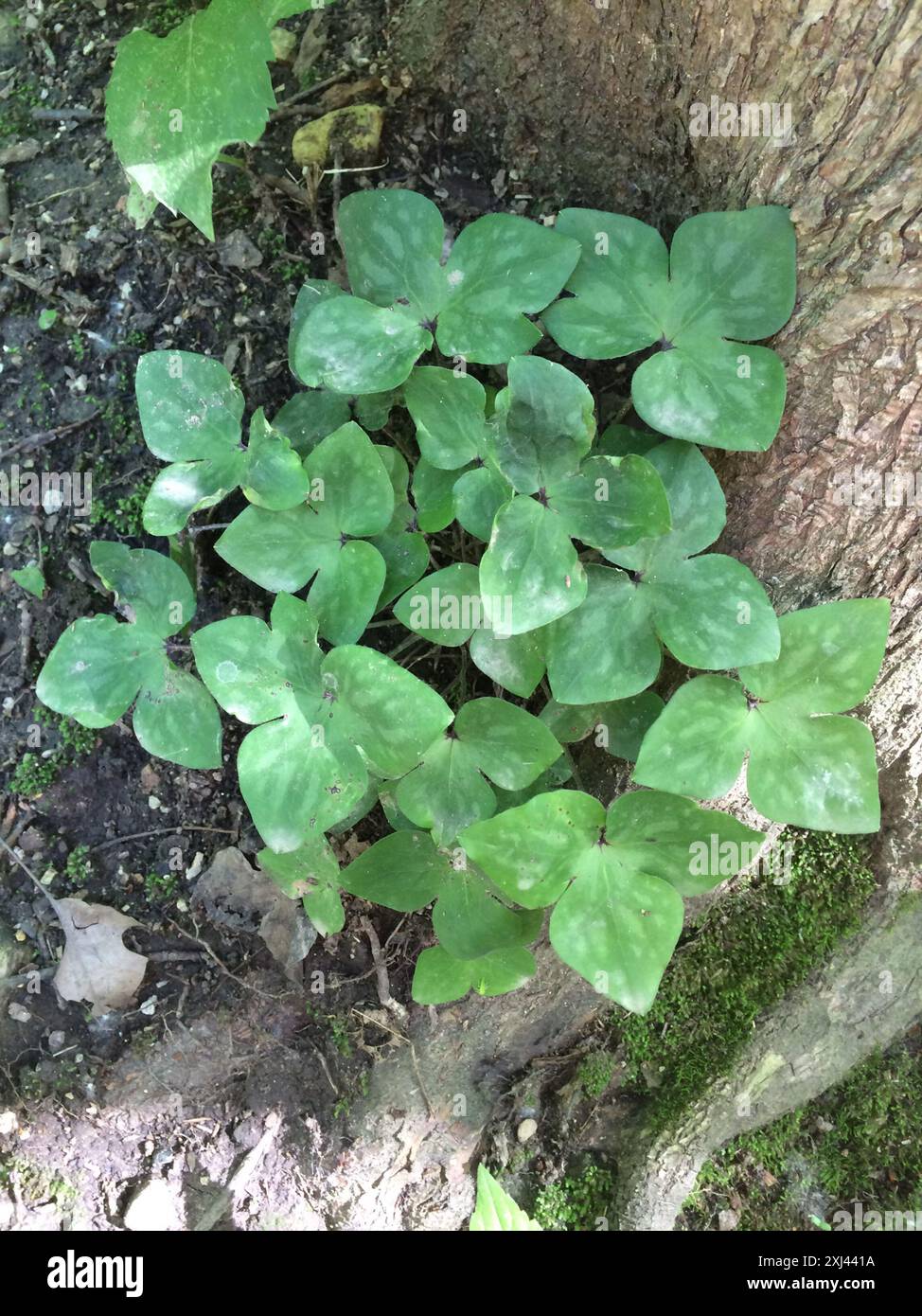 sharp-lobed hepatica (Hepatica acutiloba) Plantae Stock Photo - Alamy