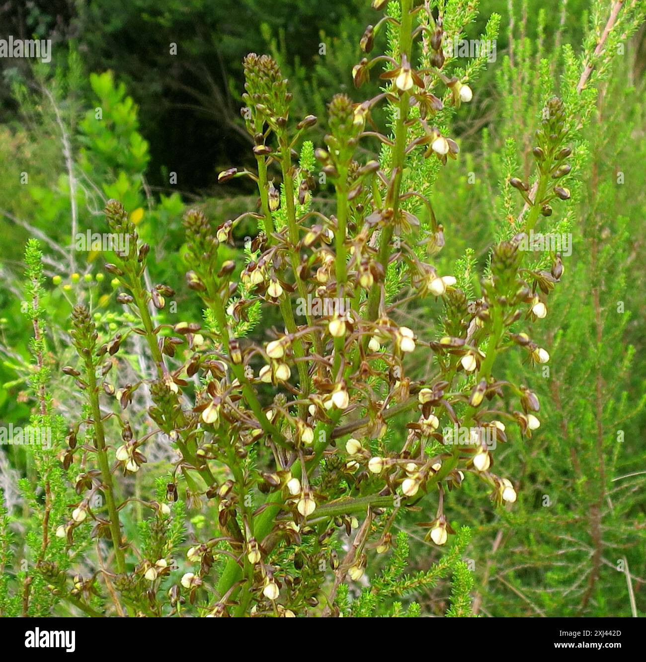 Spoon Cinderella Orchid (Eulophia cochlearis) Plantae Stock Photo - Alamy