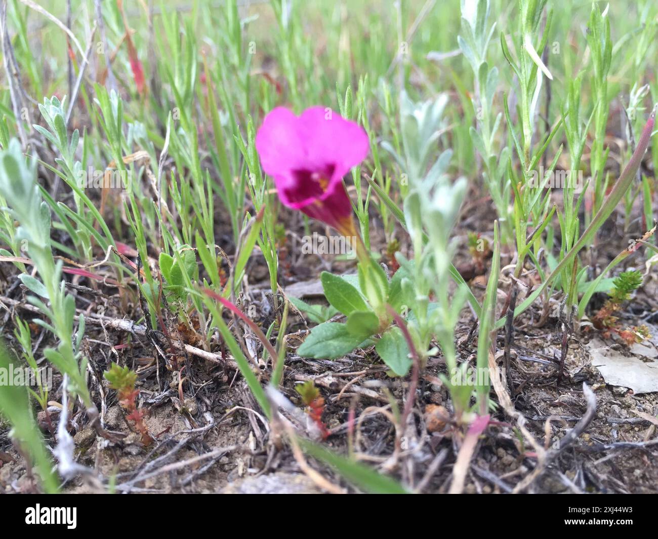 purple mouse ears (Diplacus douglasii) Plantae Stock Photo - Alamy