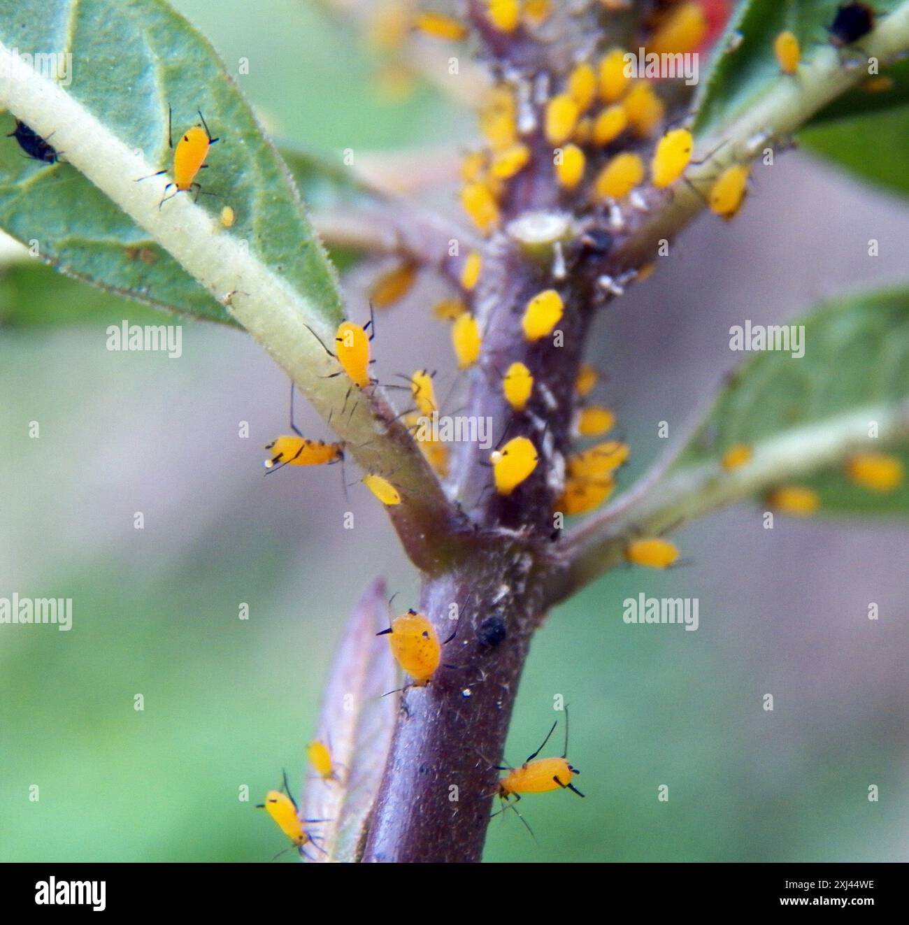 Oleander Insect Oleander Aphid (Aphis nerii) Insecta Stock Photo - Alamy