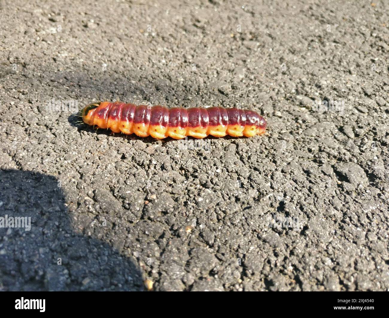 Goat Moth (Cossus cossus) Insecta Stock Photo - Alamy