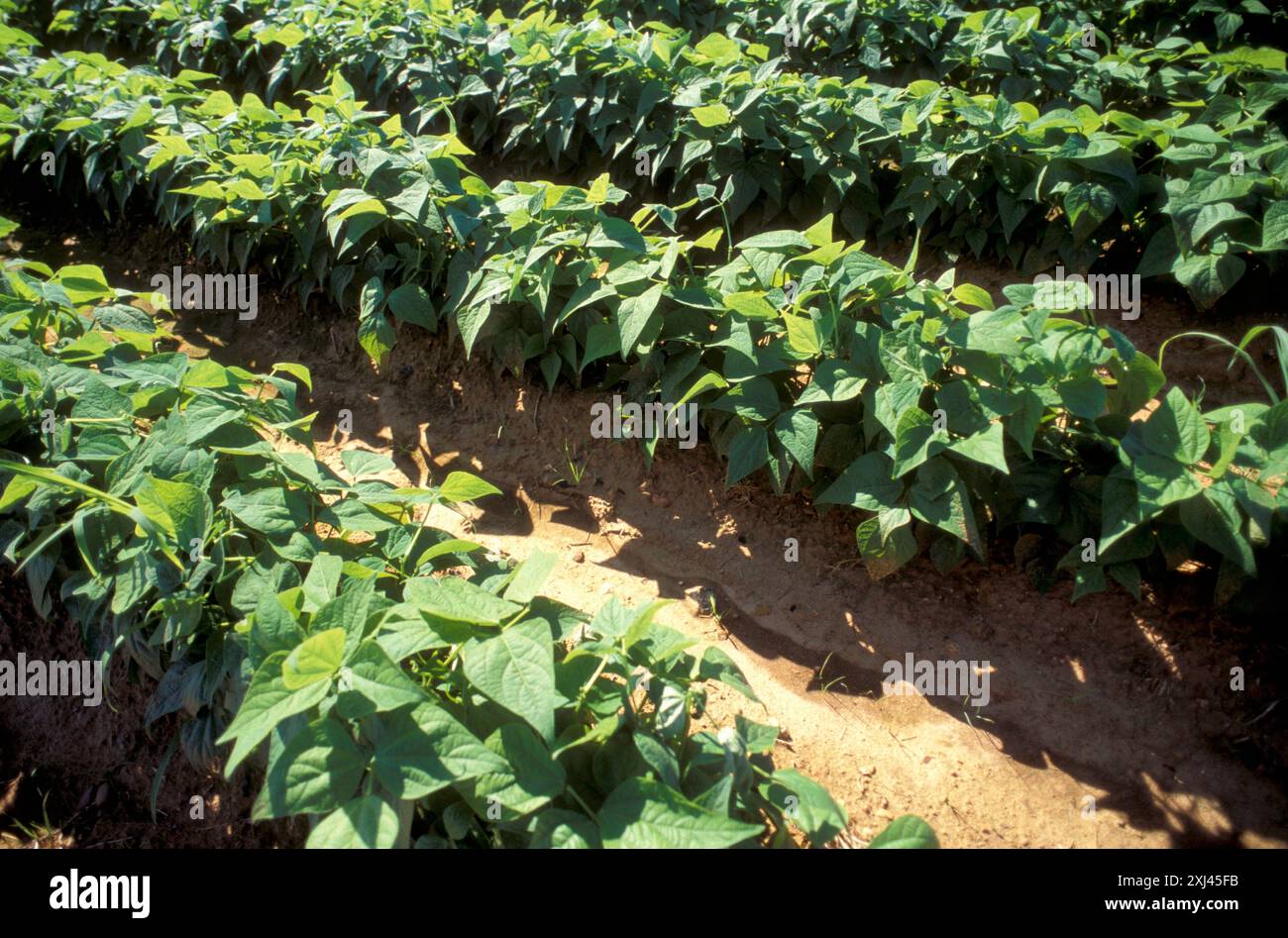 Green bean plants hi-res stock photography and images - Alamy