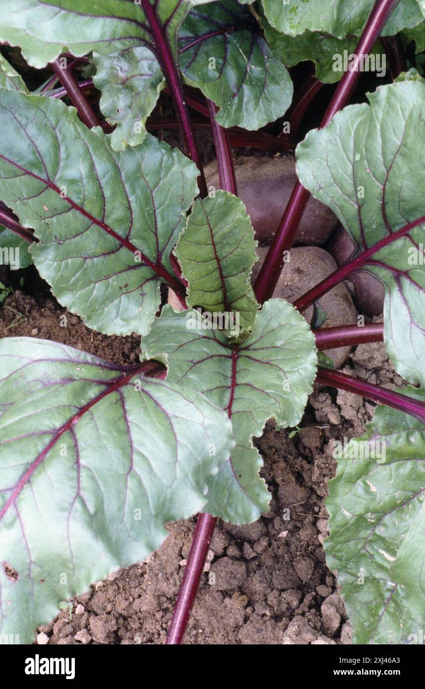Beetroot in ground hi-res stock photography and images - Alamy