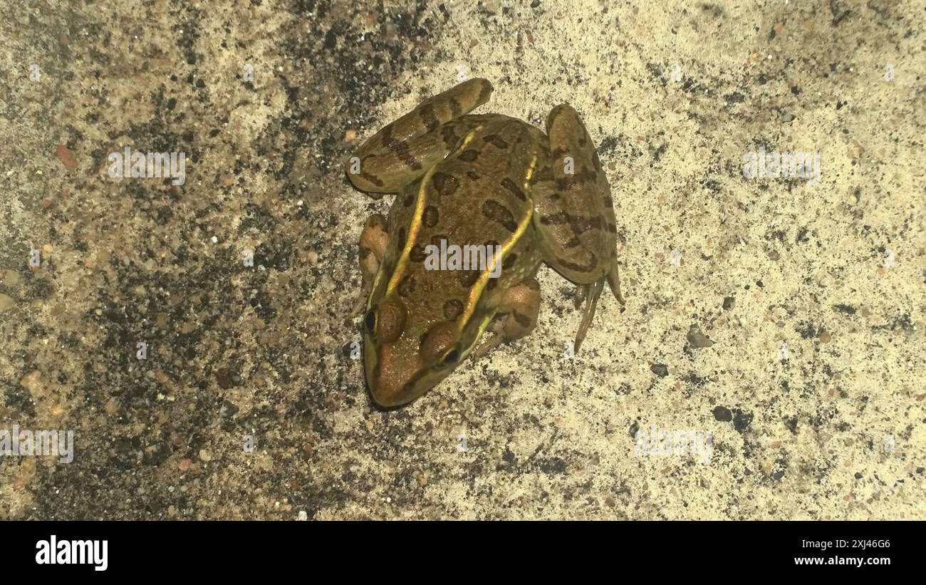 Rio Grande Leopard Frog (Lithobates berlandieri) Amphibia Stock Photo