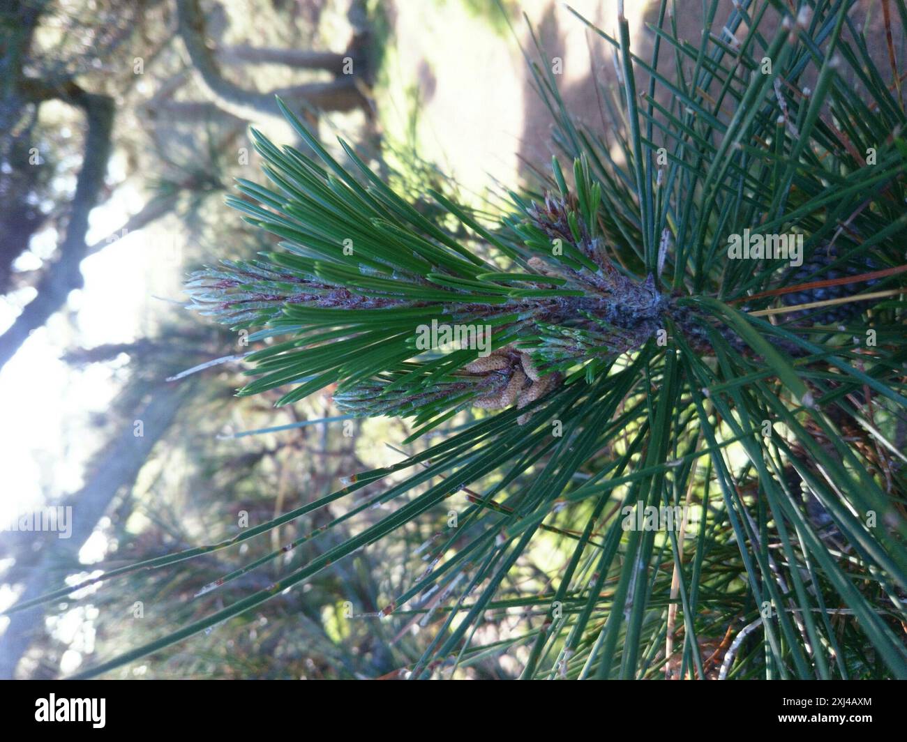 Monterey pine (Pinus radiata) Plantae Stock Photo - Alamy