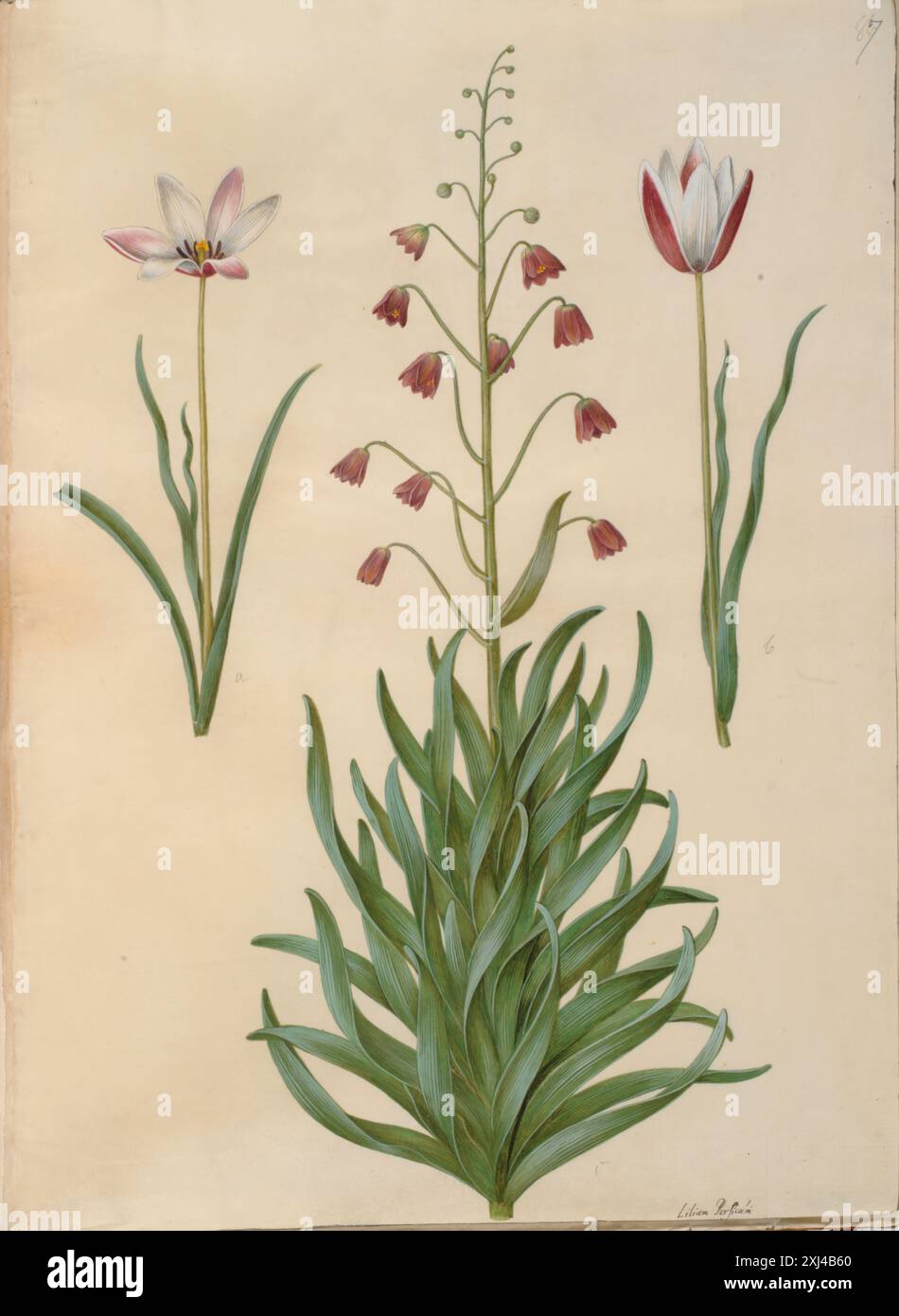 Tulipa clusiana (Clusius tulip) and Fritillaria persica (Persian fritillaria) are illustrated in gouache drawings by Hans Simon Holtzbecker and Maria Sibylla Merian between 1610 and 1717, included in the Royal Copperplate Collection documented by J.F. Schow in 1849. Stock Photo