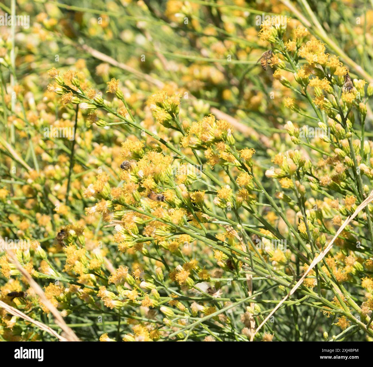 California Broomsage (Lepidospartum squamatum) Plantae Stock Photo - Alamy