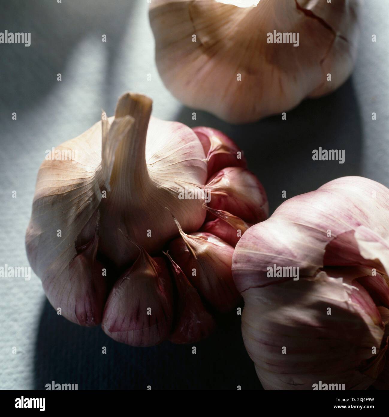 Pink Garlic Pink garlic from Lautrec Stock Photo - Alamy